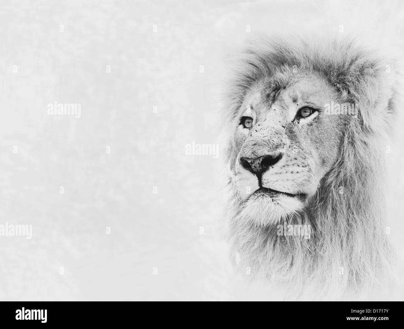 Black and White Image of Lion Face on Card Banner Stock Photo - Alamy