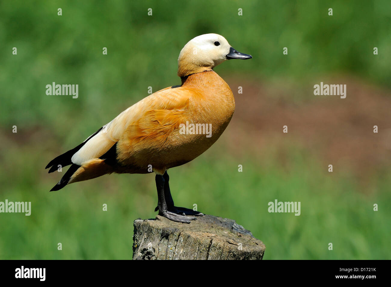 Rostgans (Tadorna ferruginea) Ruddy Shelduck • Baden-Wuerttemberg; Deutschland Stock Photo