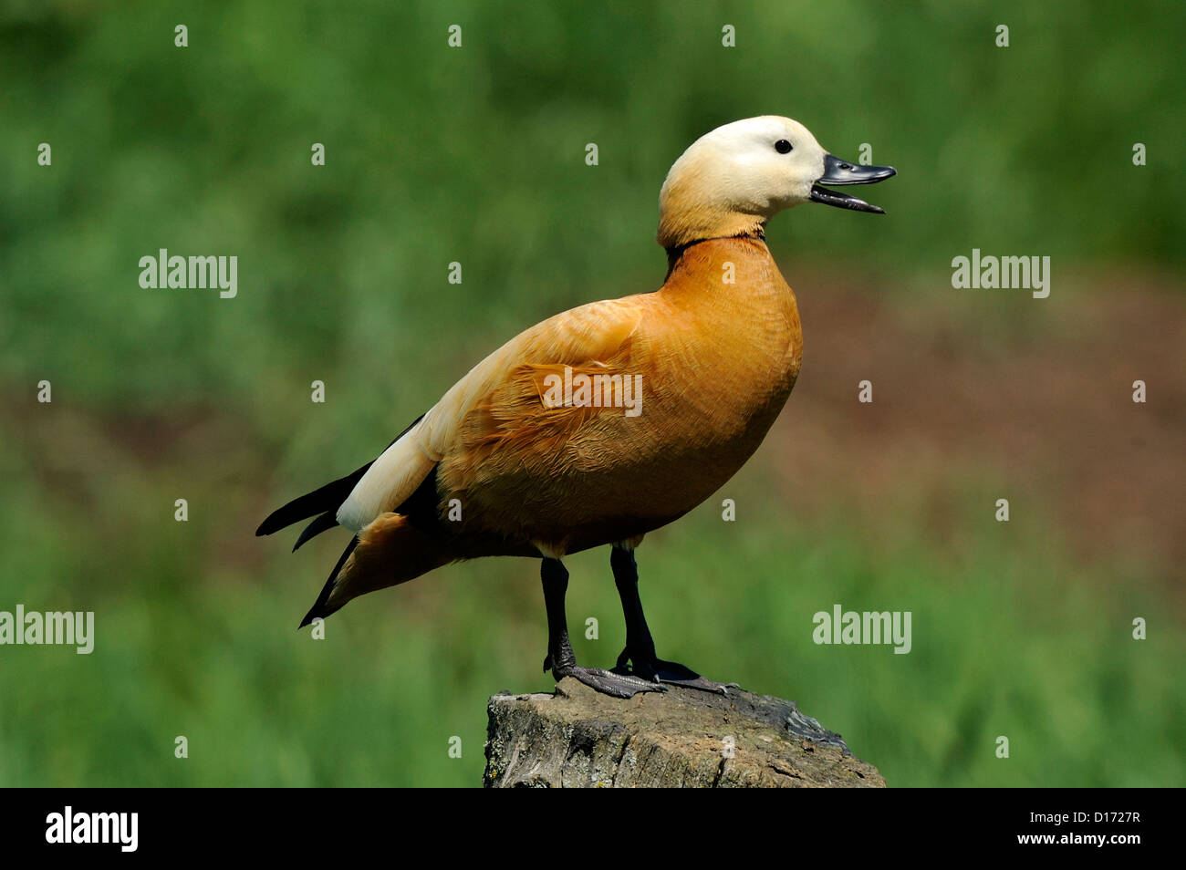 Rostgans (Tadorna ferruginea) Ruddy Shelduck • Baden-Wuerttemberg; Deutschland Stock Photo