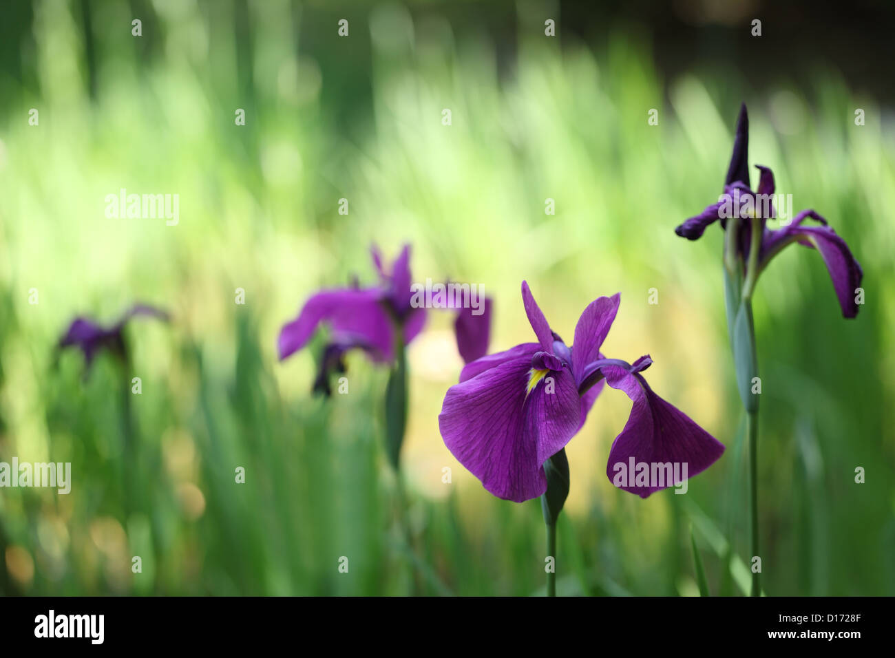 Japanese Iris flowers Stock Photo