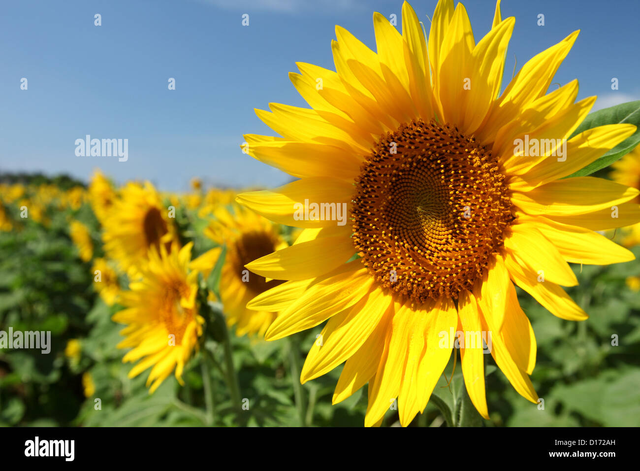 Close up of sunflower Stock Photo - Alamy
