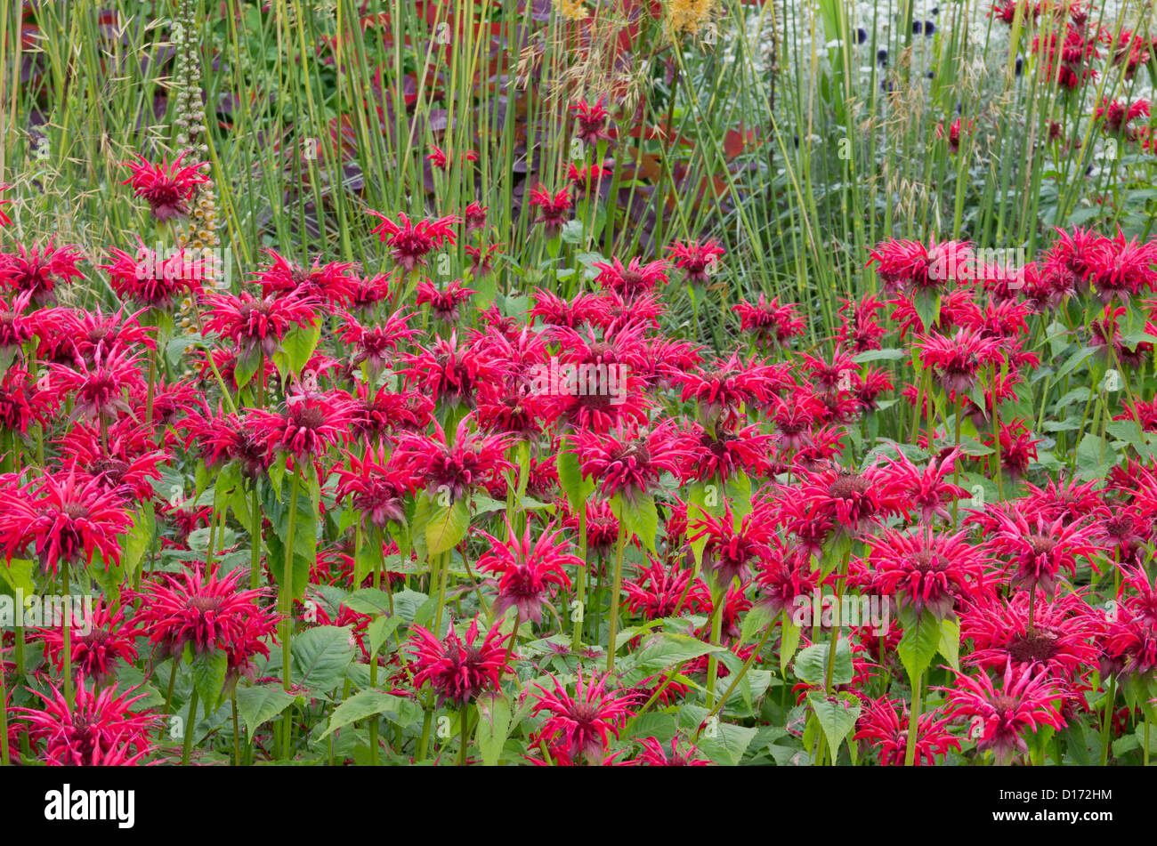 Monarda "Gardenview Scarlet Stock Photo Alamy