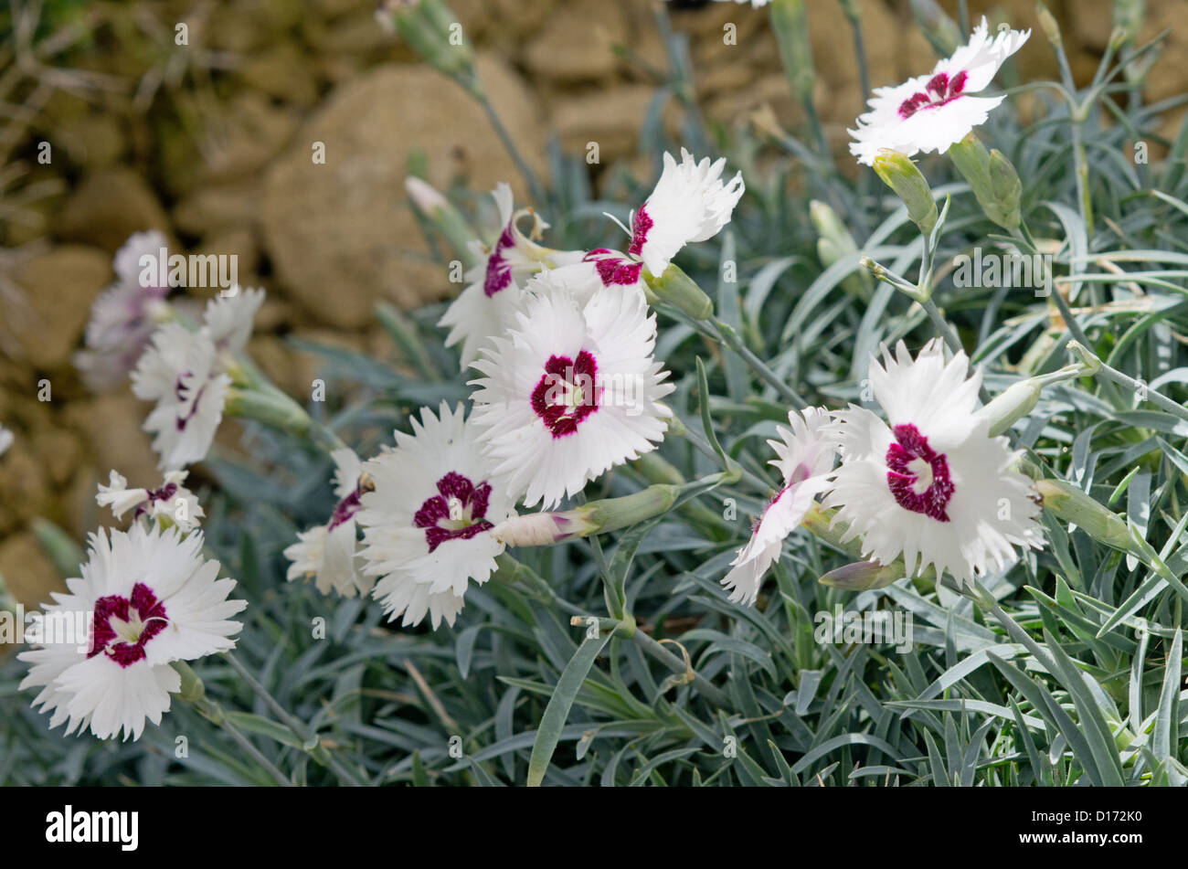 Dianthus 'Starry Eyes' Stock Photo