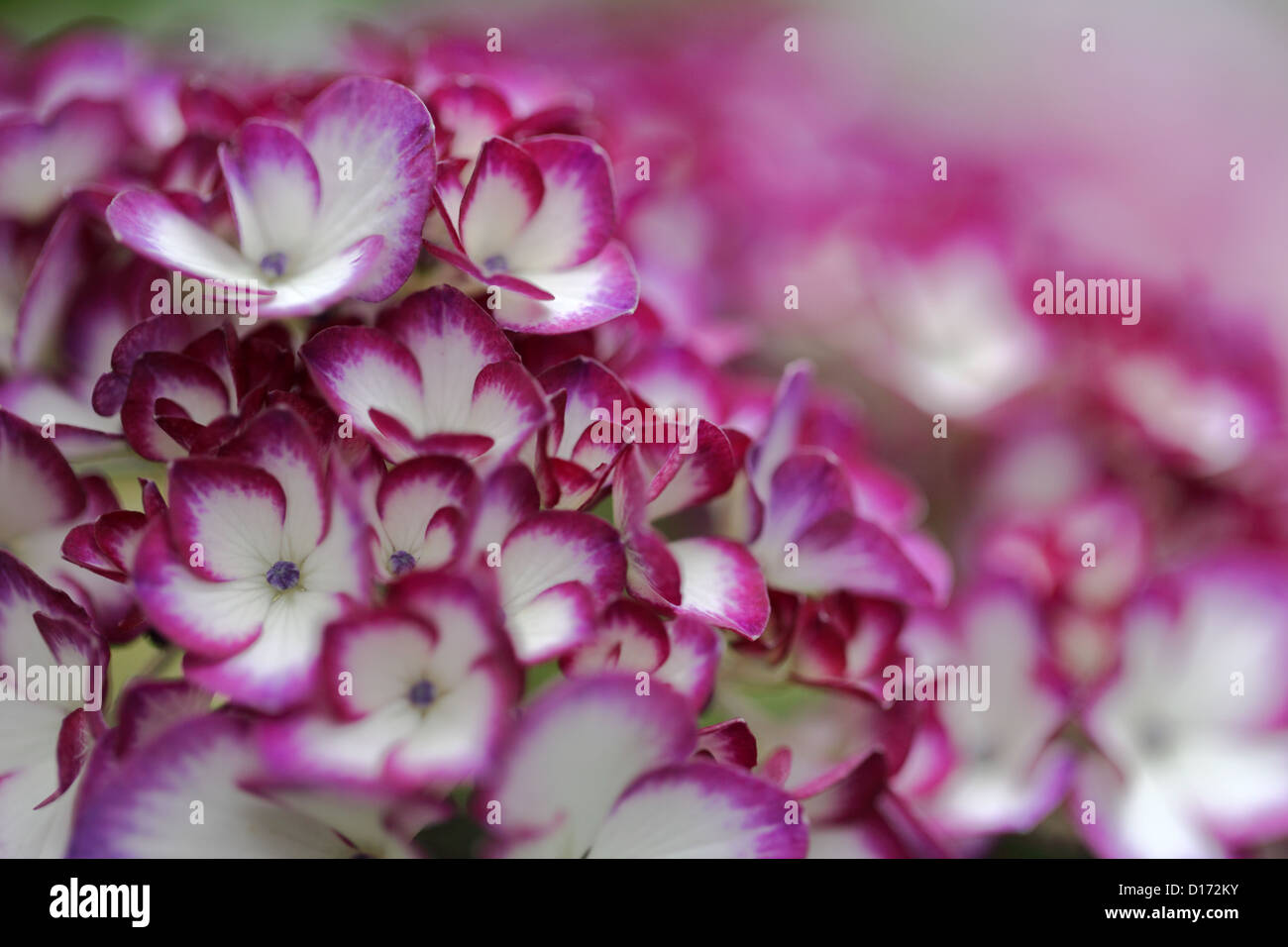 Close up of Hydrangea flowers Stock Photo - Alamy