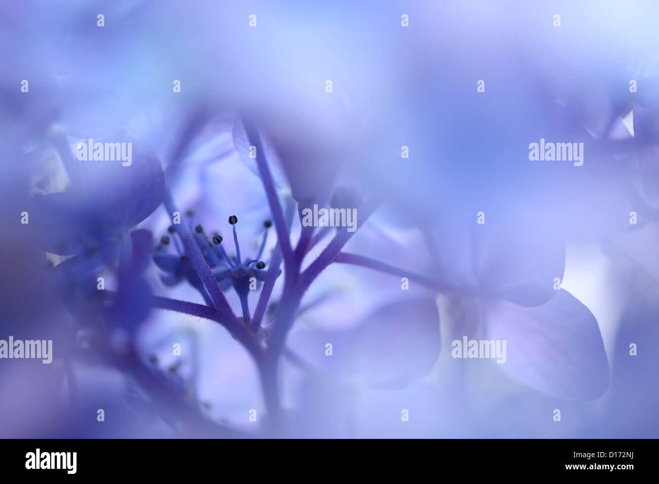 Close up of Hydrangea flowers Stock Photo - Alamy