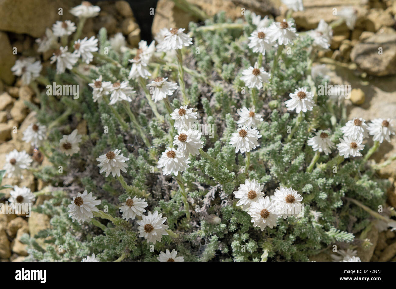 Helichrysum frigidum Stock Photo
