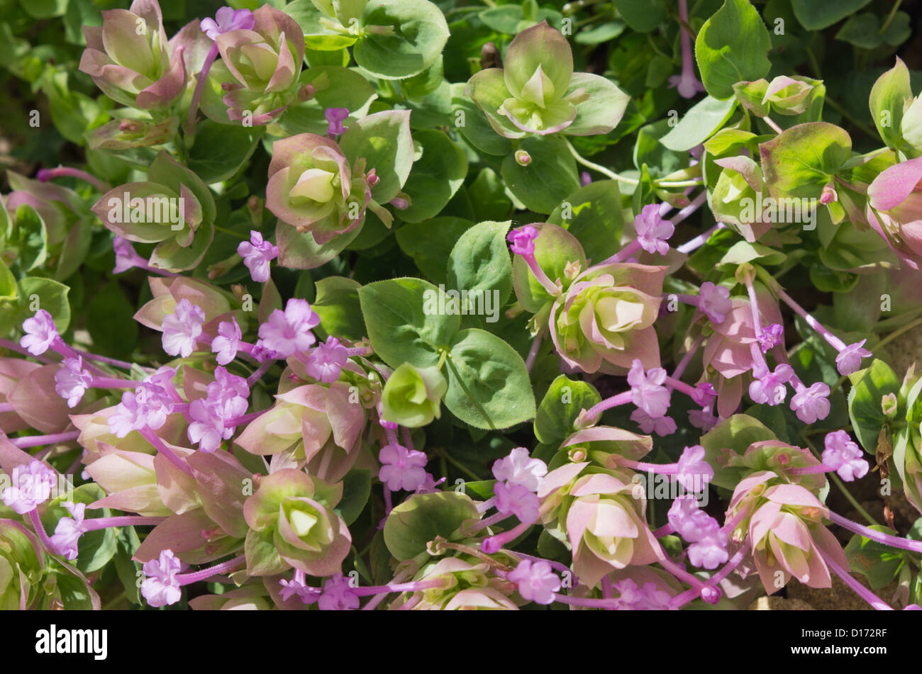 Amanus oregano, Origanum amanum Stock Photo