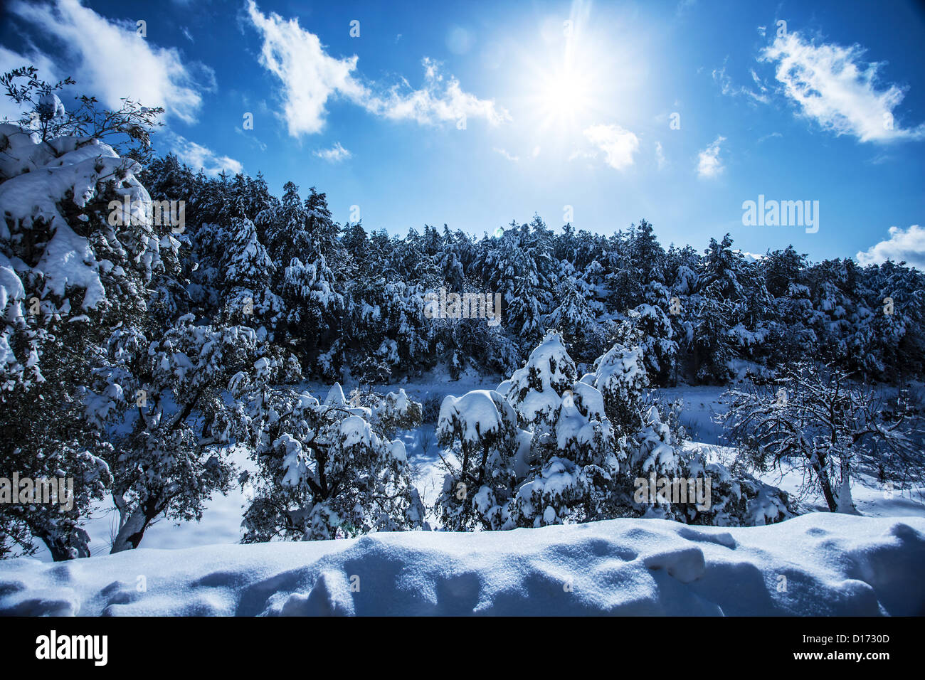 Photo of beautiful snowy forest in the mountain, bright sun shine in blue sky, woods covered white snow Stock Photo