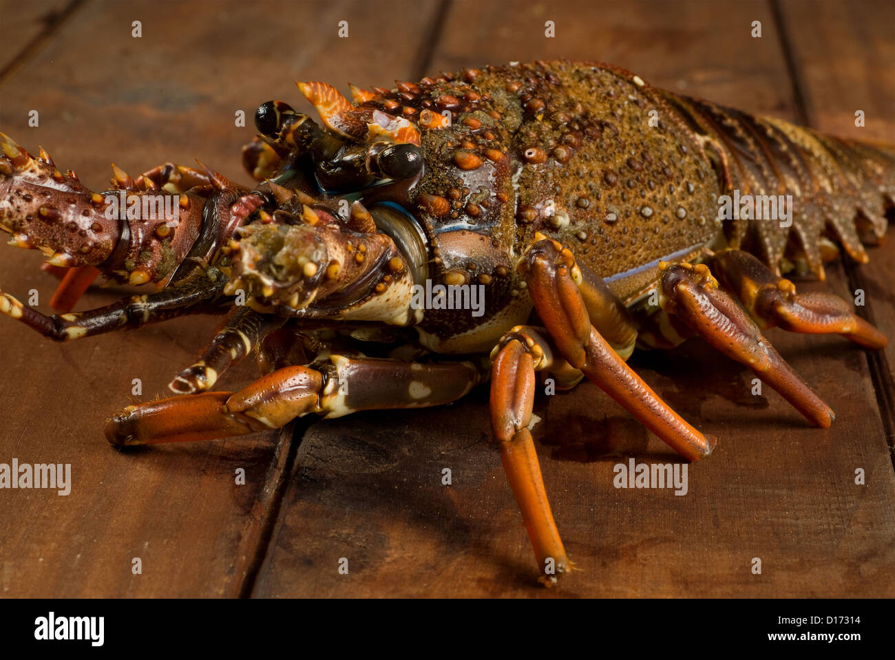 Fresh crayfish on wooden table Stock Photo - Alamy