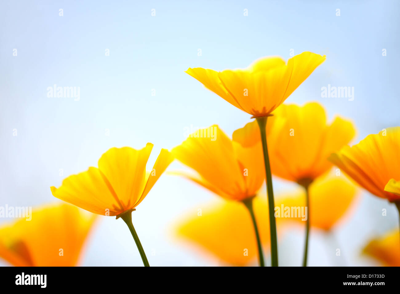 Close up of yellow poppy flowers Stock Photo