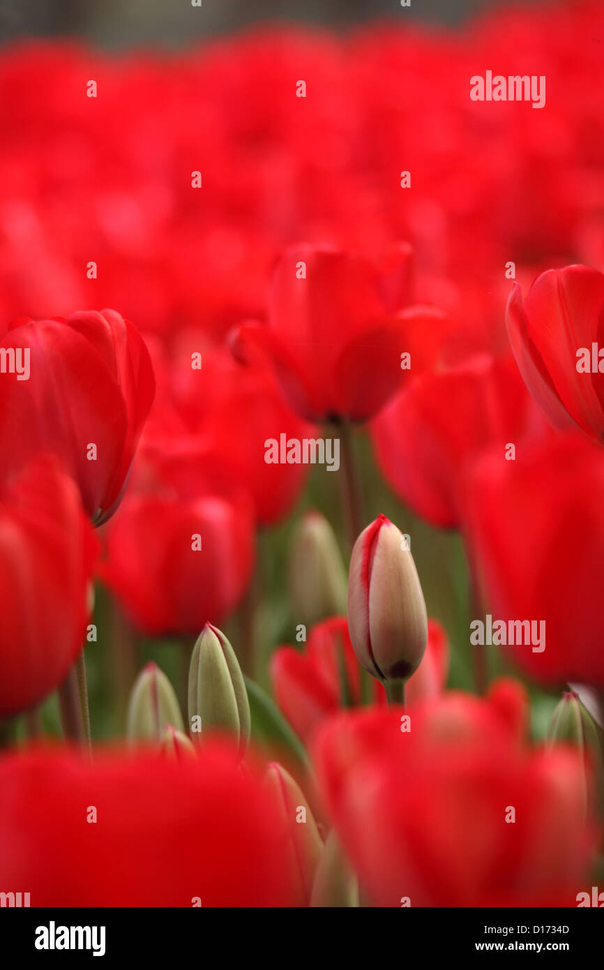 Close up of tulip flowers Stock Photo - Alamy