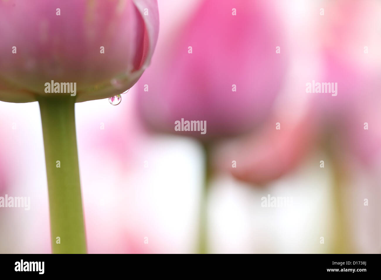 Close up of tulip flower Stock Photo - Alamy