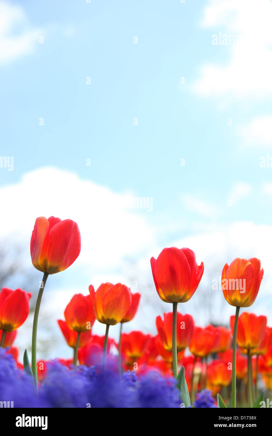 Tulip flowers and blue sky with clouds Stock Photo - Alamy
