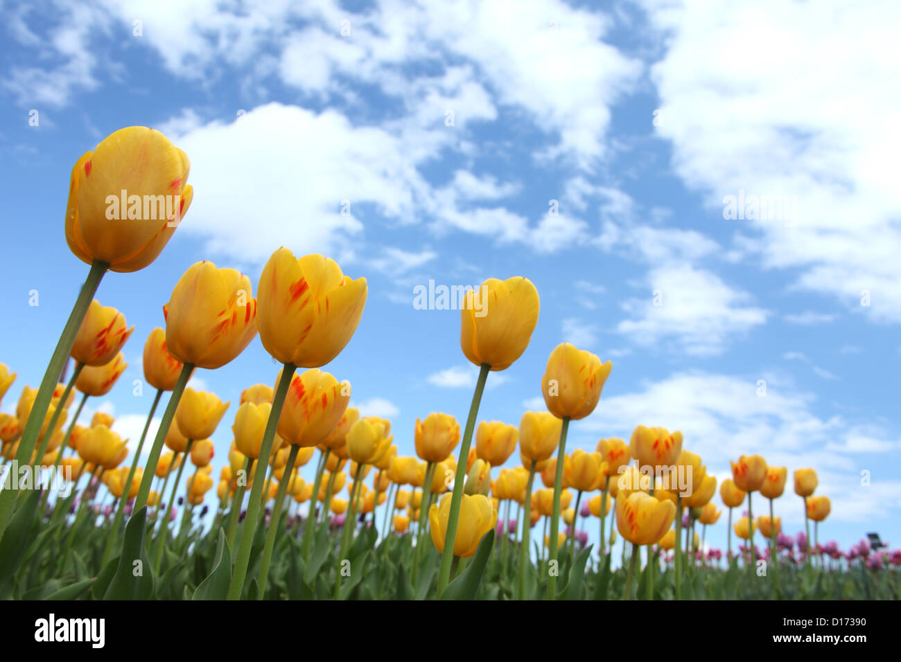 Tulip flowers and blue sky with clouds Stock Photo - Alamy