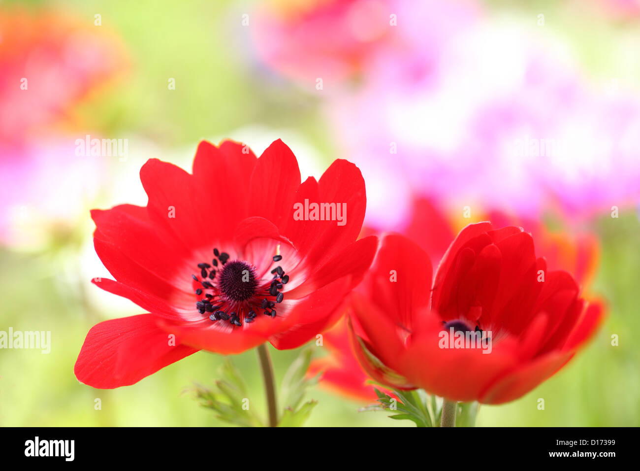 Close up of Anemone flowers Stock Photo