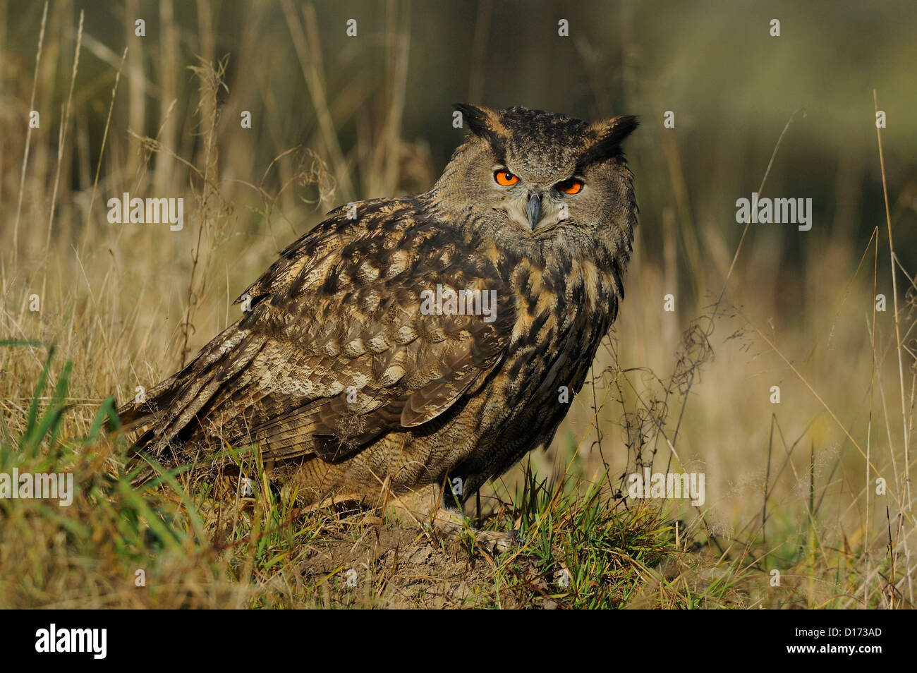 Uhu (Bubo bubo) Eagle Owl • Baden-Wuerttemberg, Deutschland Stock Photo