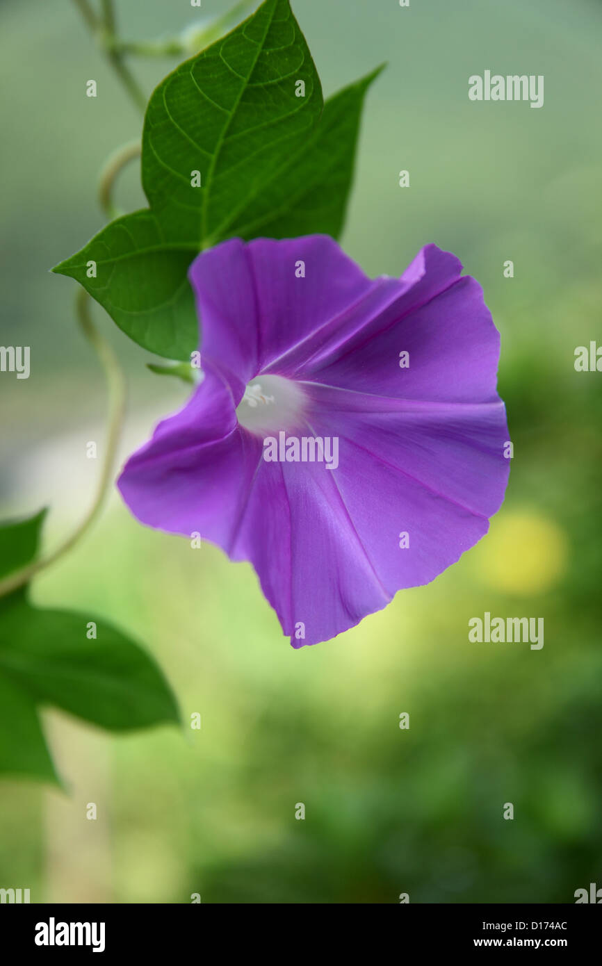 Close up of Japanese Morning glory flower Stock Photo