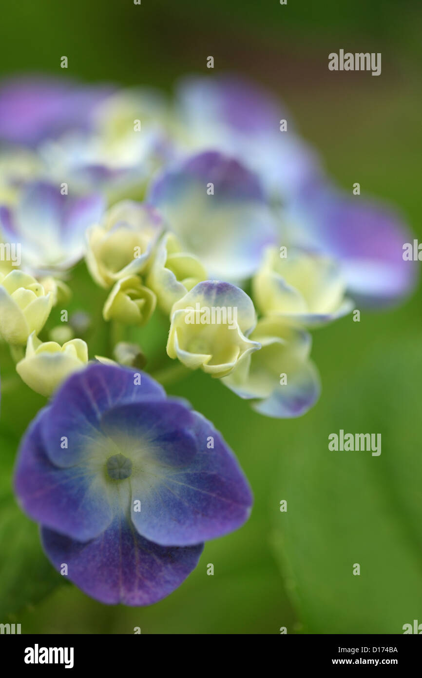 Close up of Hydrangea flowers Stock Photo - Alamy