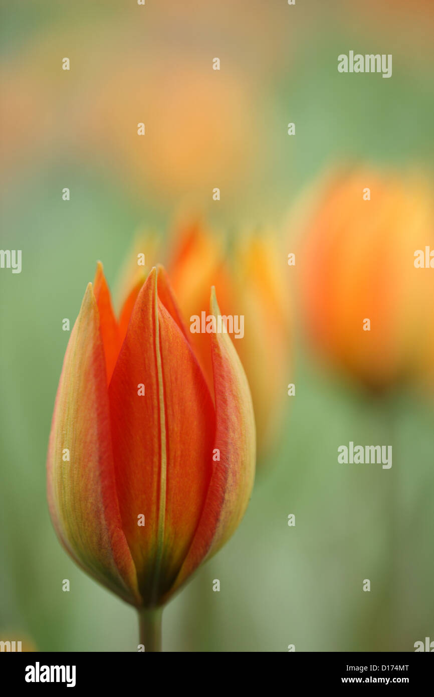 Close up of tulip flower Stock Photo - Alamy