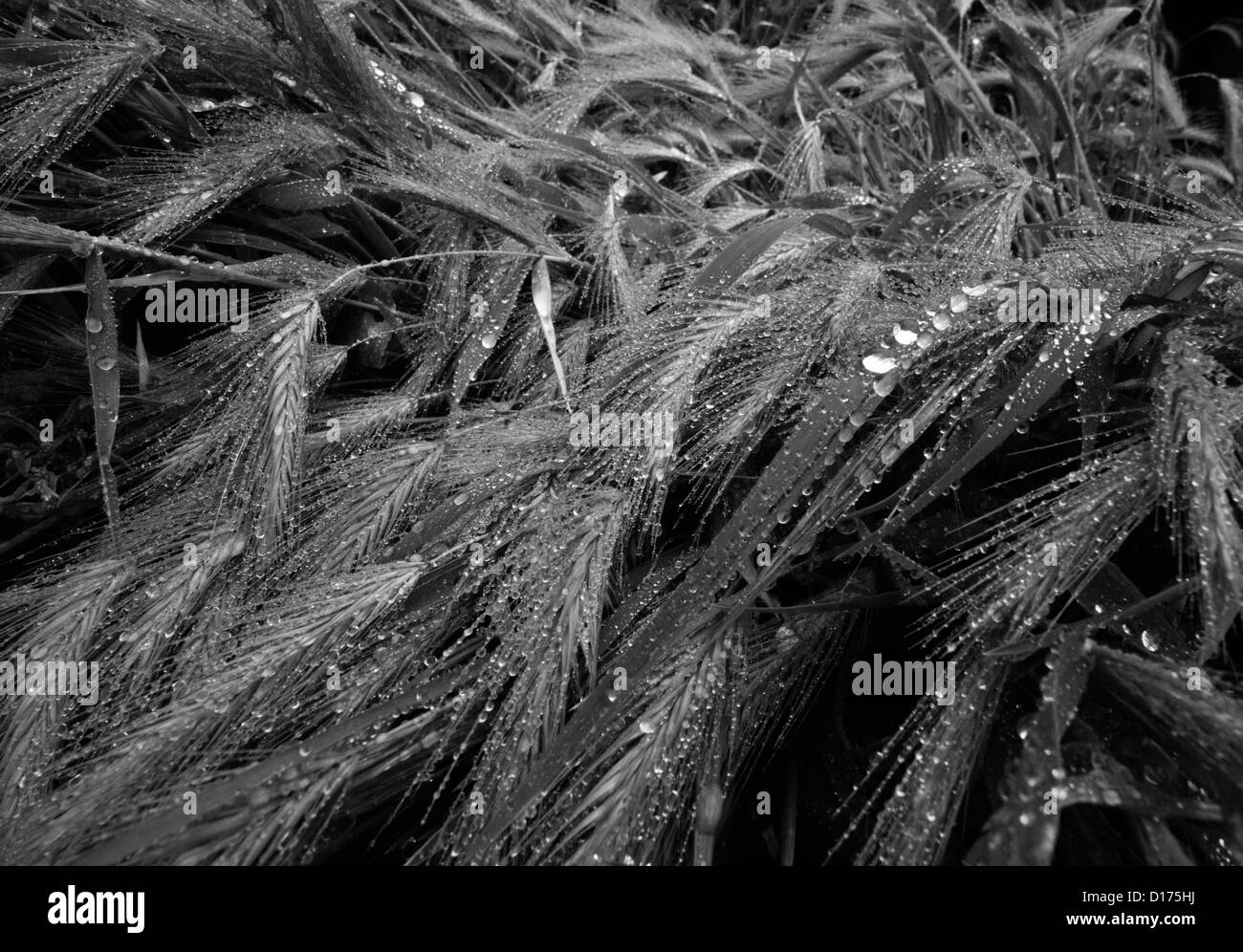 Italy, Lazio, countryside, raindrops on leaves Stock Photo