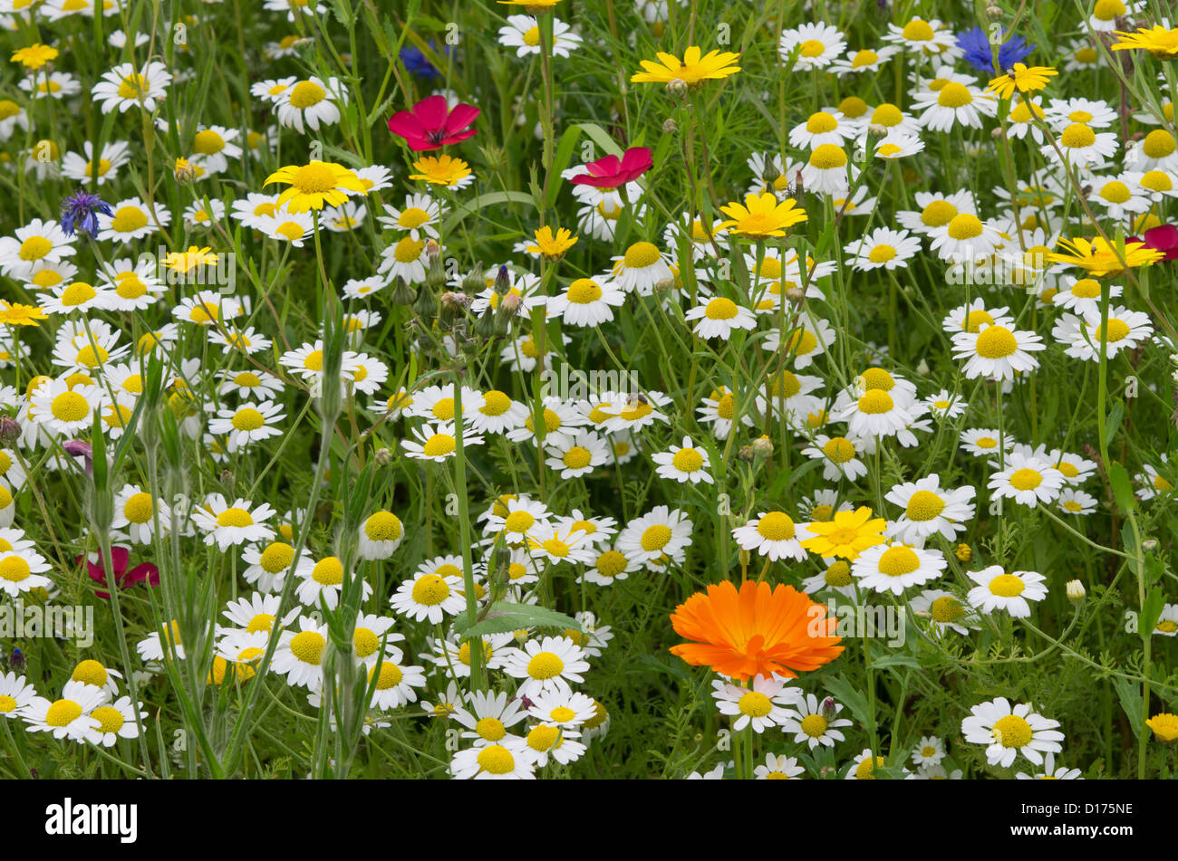 Wild flower planting in Helmsley Walled Garden Stock Photo