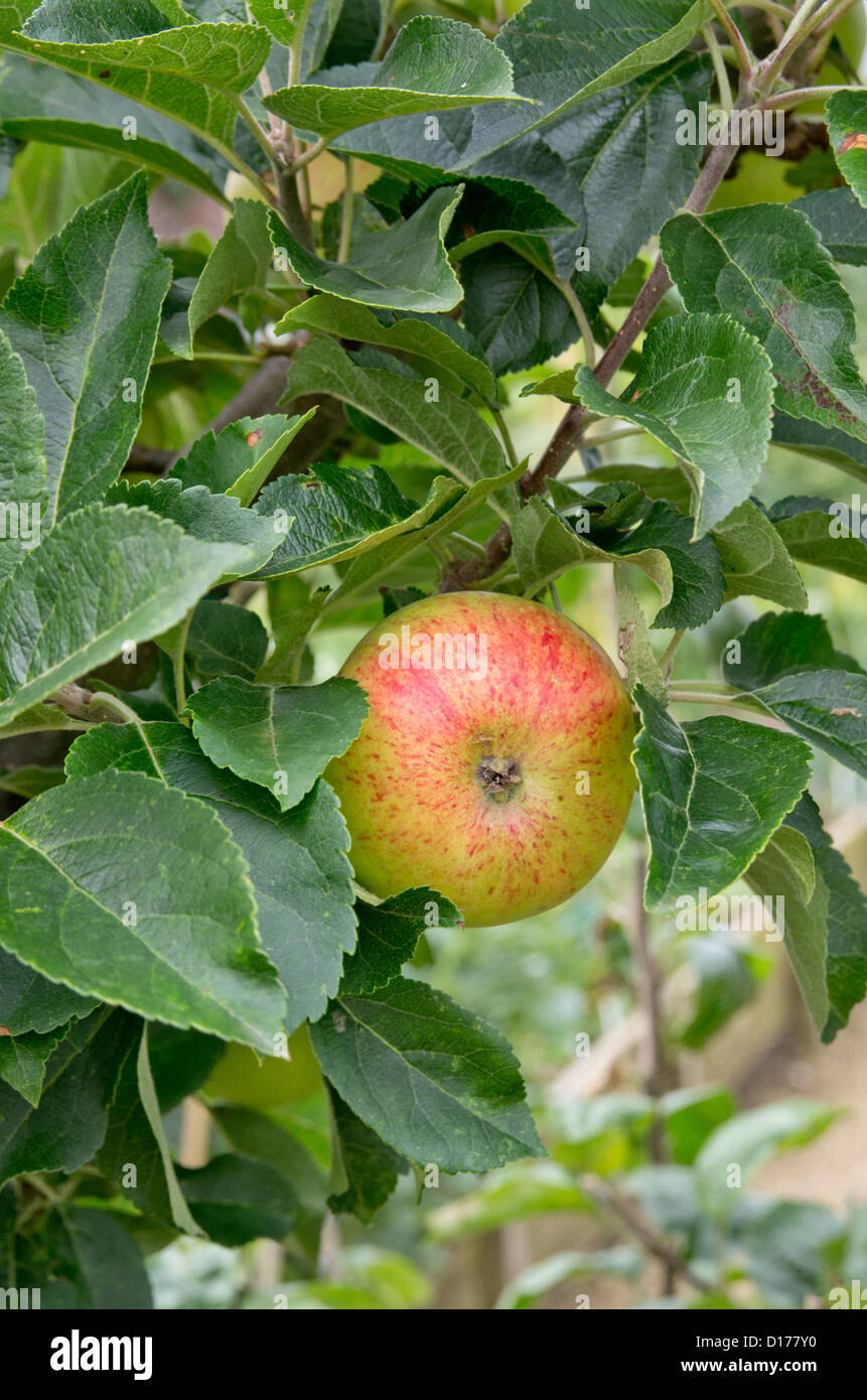 Apple Crimson Bramley  in Helmsley Walled Garden Stock Photo