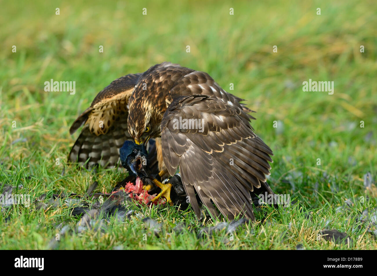 Habicht, Rothabicht (Accipiter gentilis) Northern Goshawk • Baden-Wuerttemberg, Deutschland Stock Photo