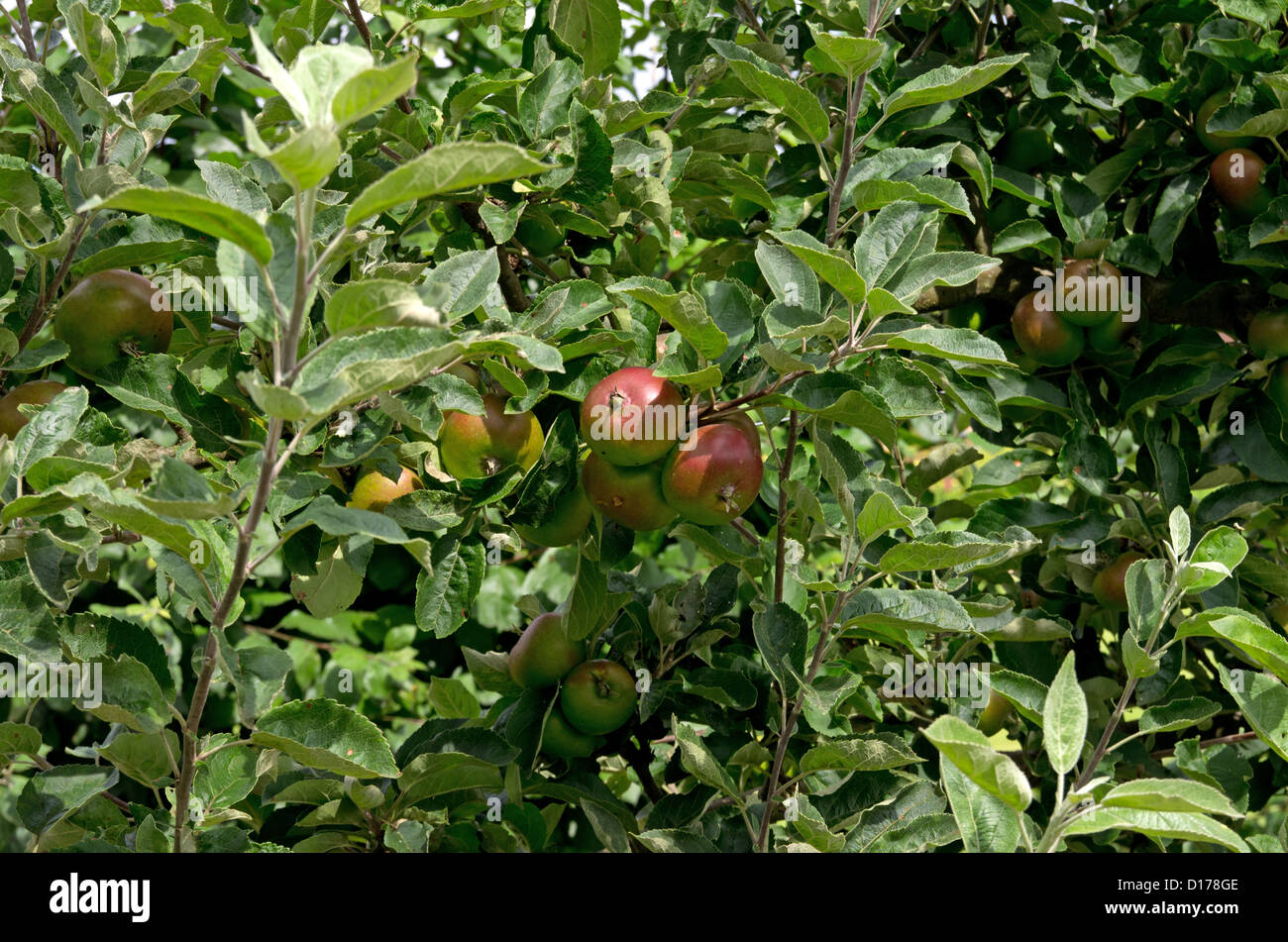 Apple Devonshire Quarrenden in Helmsley Walled Garden Stock Photo