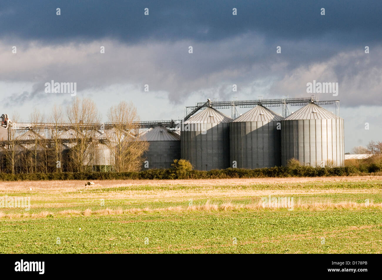 grain silo silos grainsilo grainsilos storage wheat barley commodities farm farming prices drying dryers Stock Photo