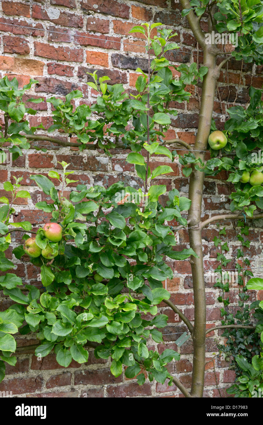 Apple Howgate Wonder in Helmsley Walled Garden Stock Photo