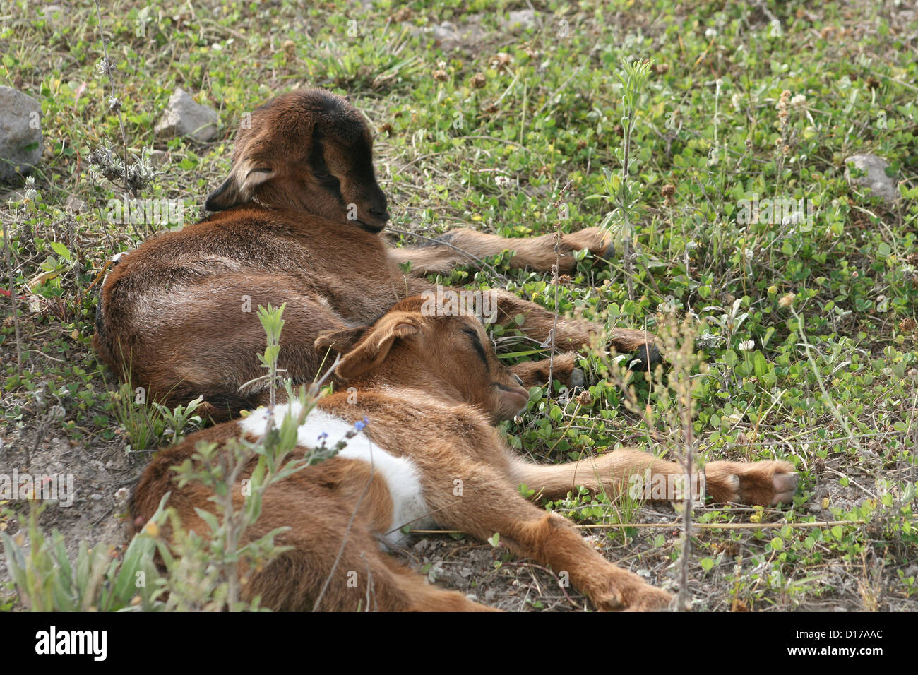 Napping Goat Napping goats hi-res stock photography and images - Alamy