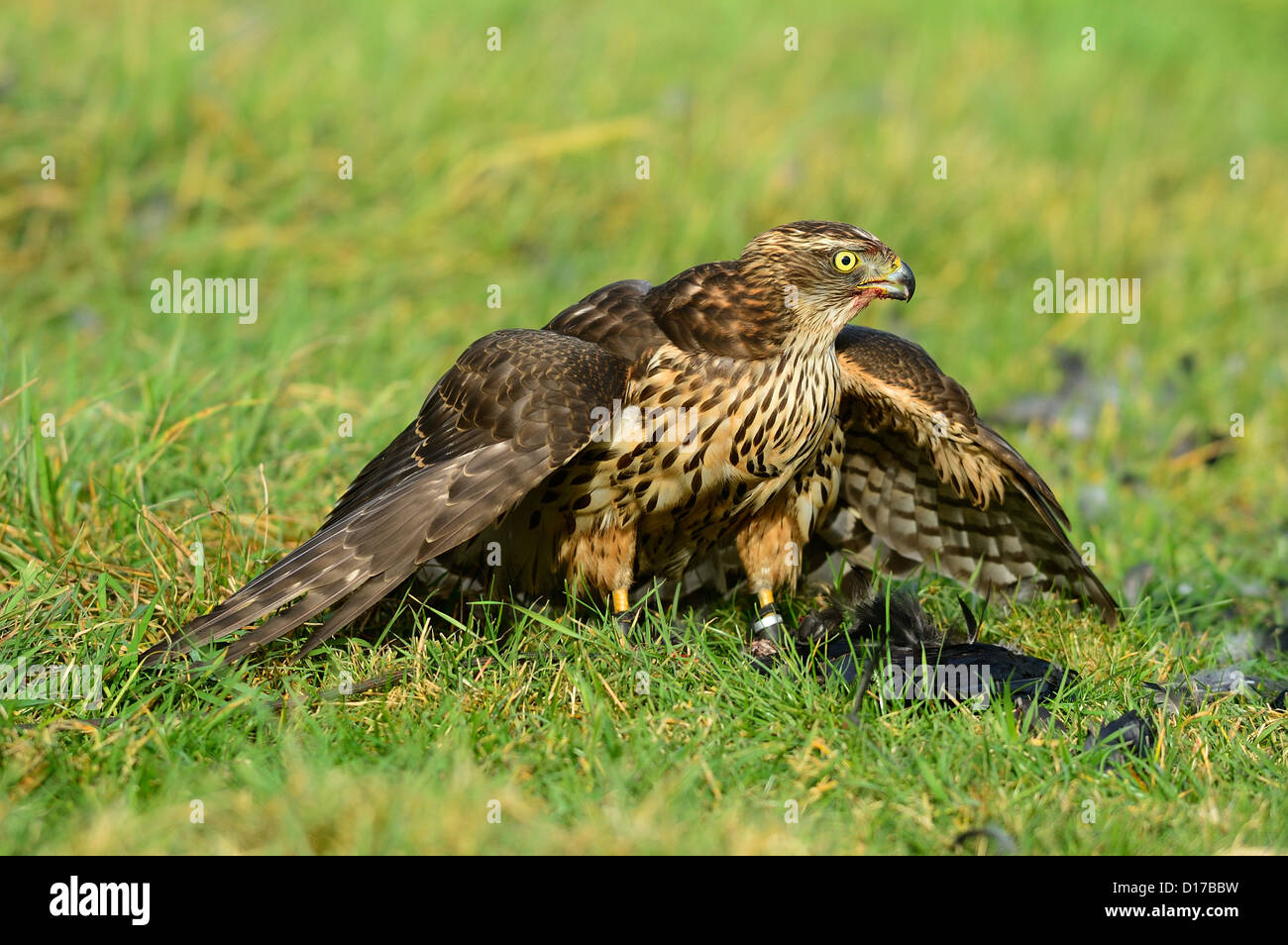 Habicht, Rothabicht (Accipiter gentilis) Northern Goshawk • Baden-Wuerttemberg, Deutschland Stock Photo