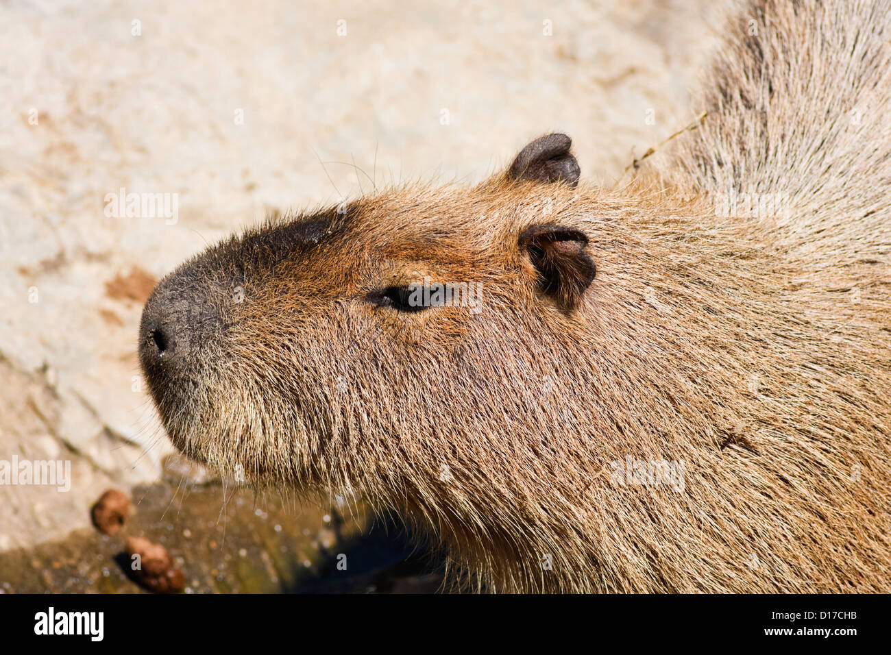 Thailand, Chang Mai, Chang Mai zoo, Capybara (Hydrochaeris hydrochaeris), the world's largest rodent, common in South America Stock Photo