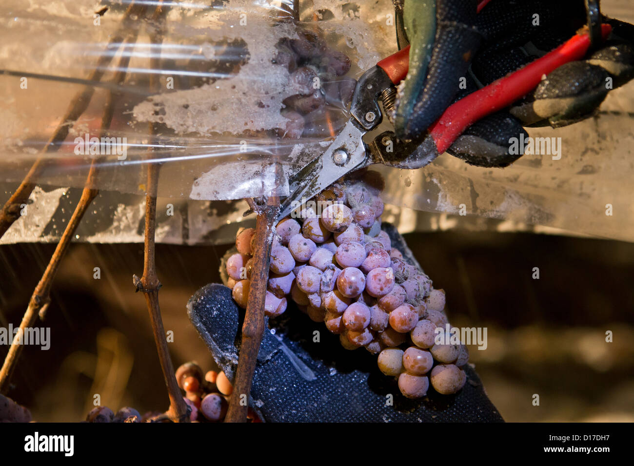 Frozen Riesling A helper harvests frozen Riesling grapes in Stetten, Germany, 8 ...