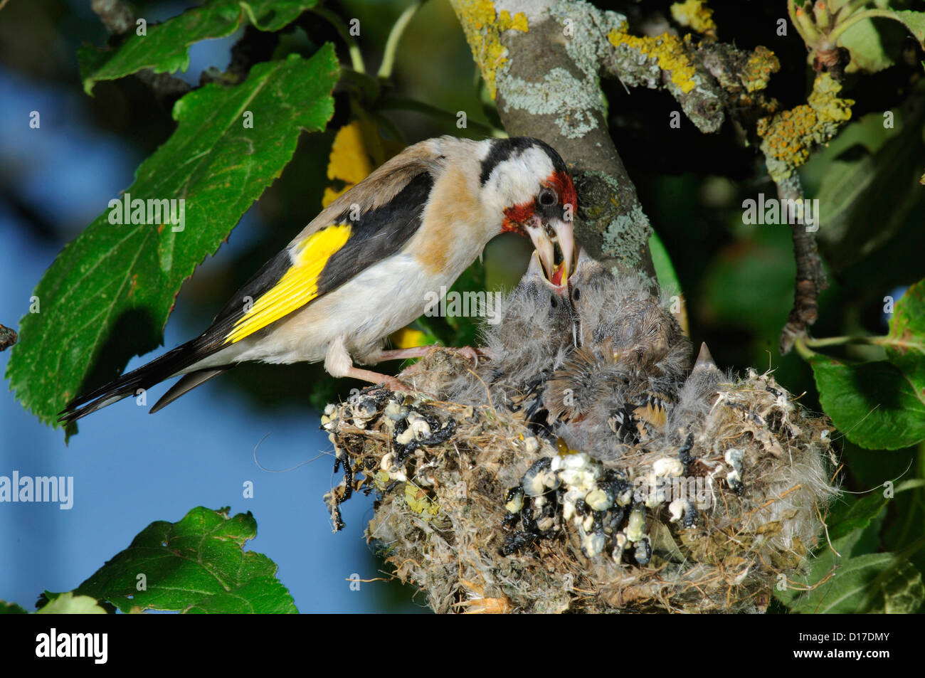 Stieglitz, Distelfink (Carduelis carduelis) Goldfinch, fuettert Brut • Baden-Wuerttemberg Deutschland Stock Photo