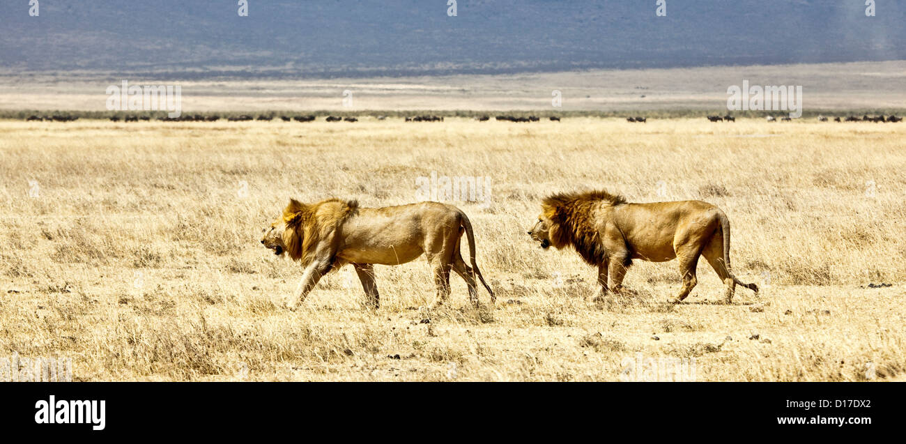 Africa;Tanzania;two male Lions at Ngorongoro Crater;Africa;Safari wildlife park Stock Photo