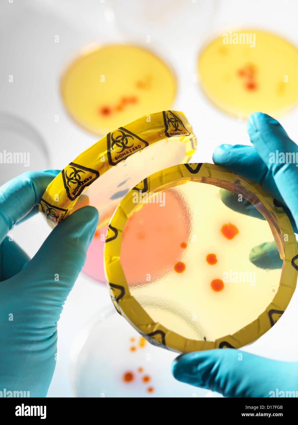 Micro organisms growing in petri dishes with biohazard label being examined by scientist. Stock Photo