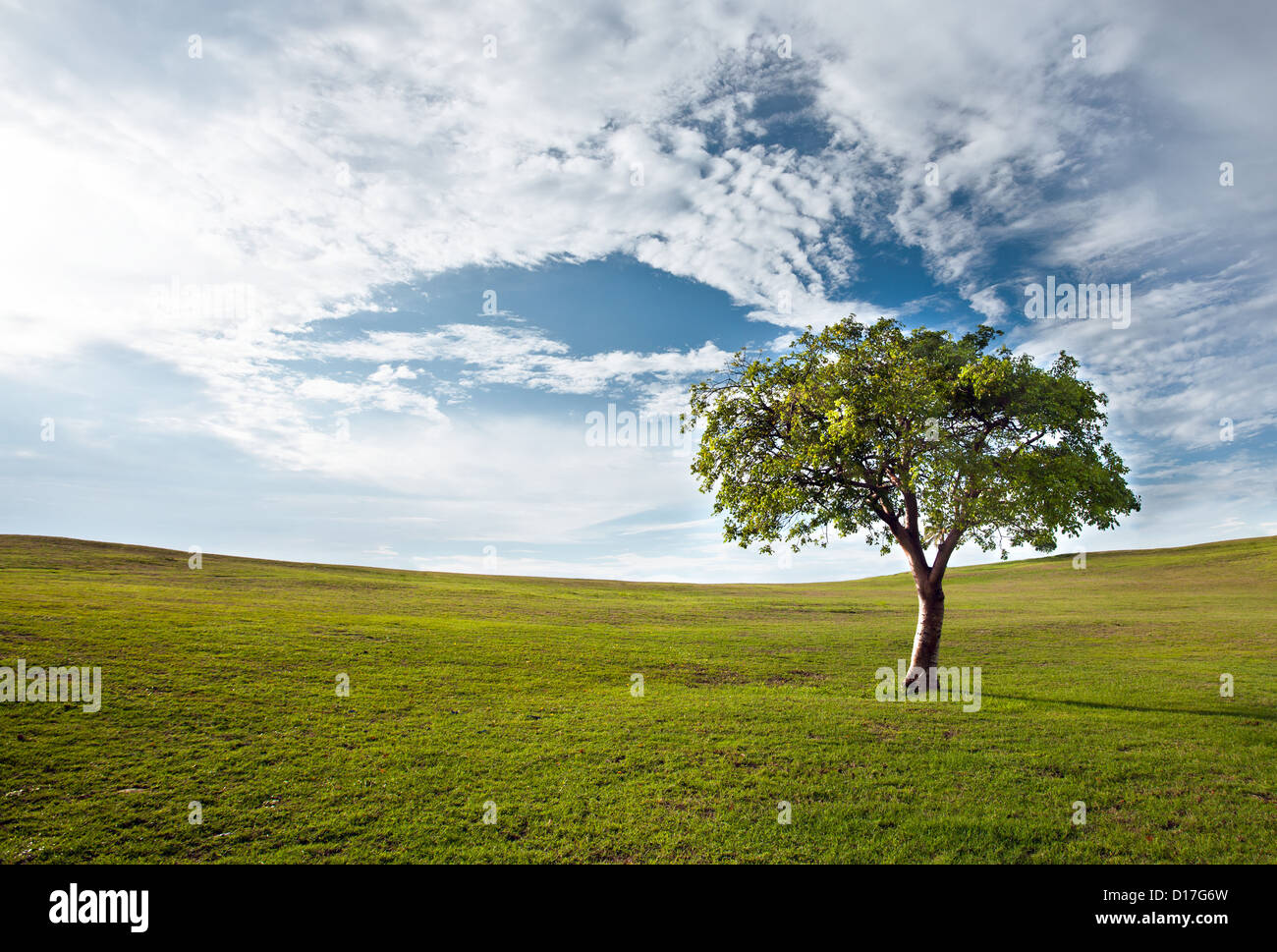 Lonely tree against the blue sky Stock Photo - Alamy
