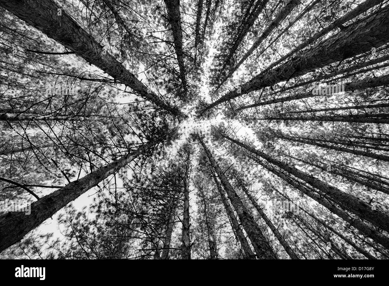 Canopy forest habitat Black and White Stock Photos & Images - Alamy