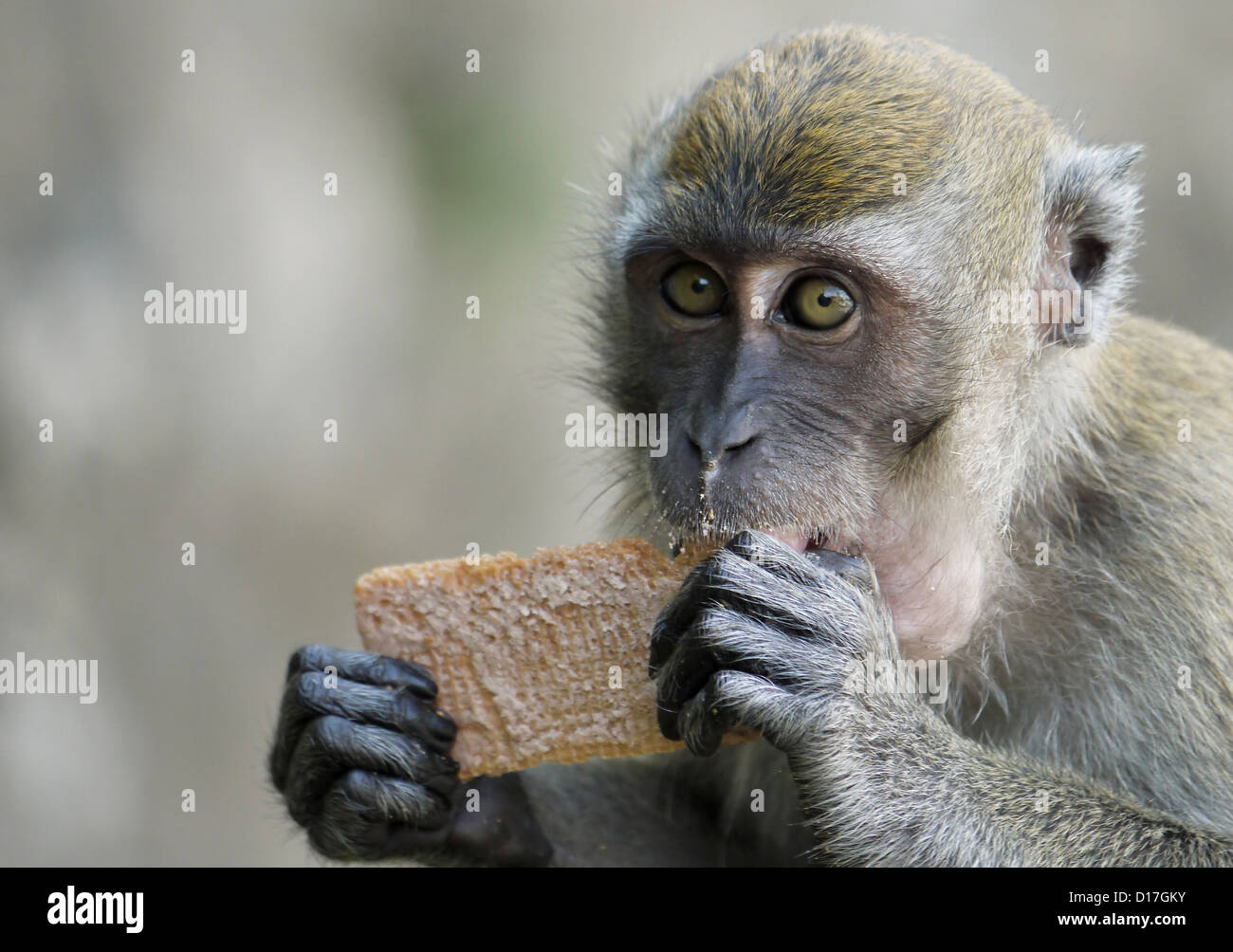 A Portrait of a Monkey and a Wafer Stock Photo