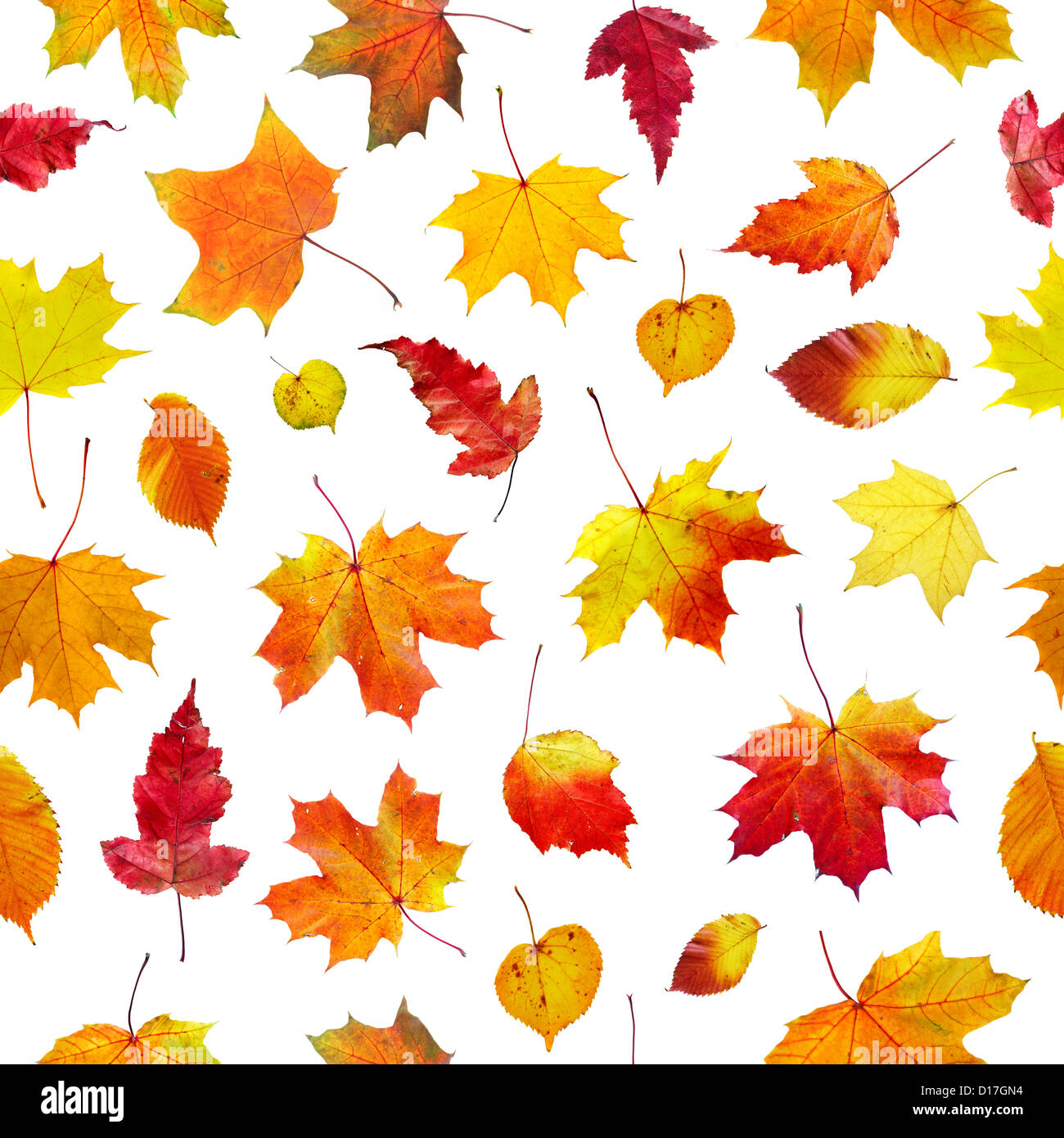 seamless autumn leaves on a white background Stock Photo - Alamy