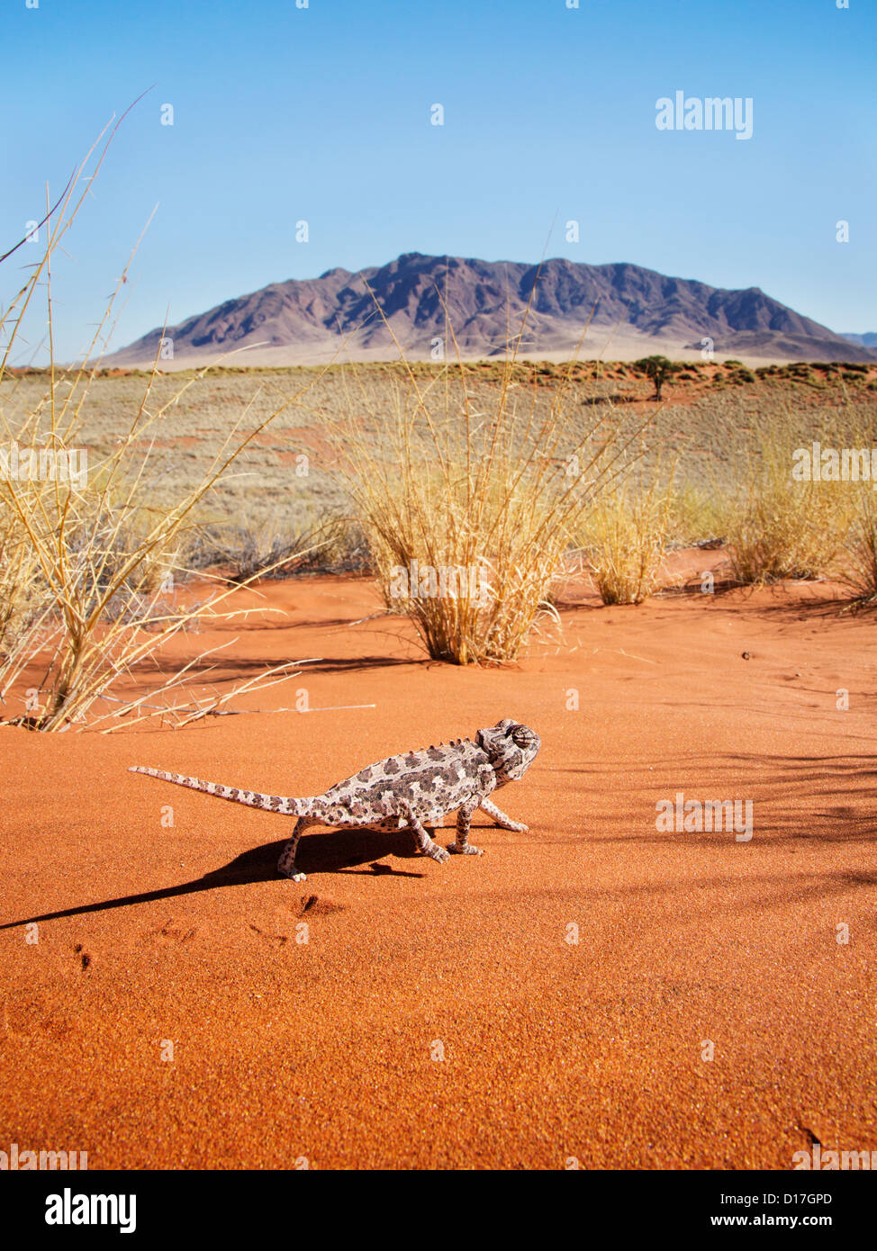 Desert chameleon in its environment in Namibia Stock Photo