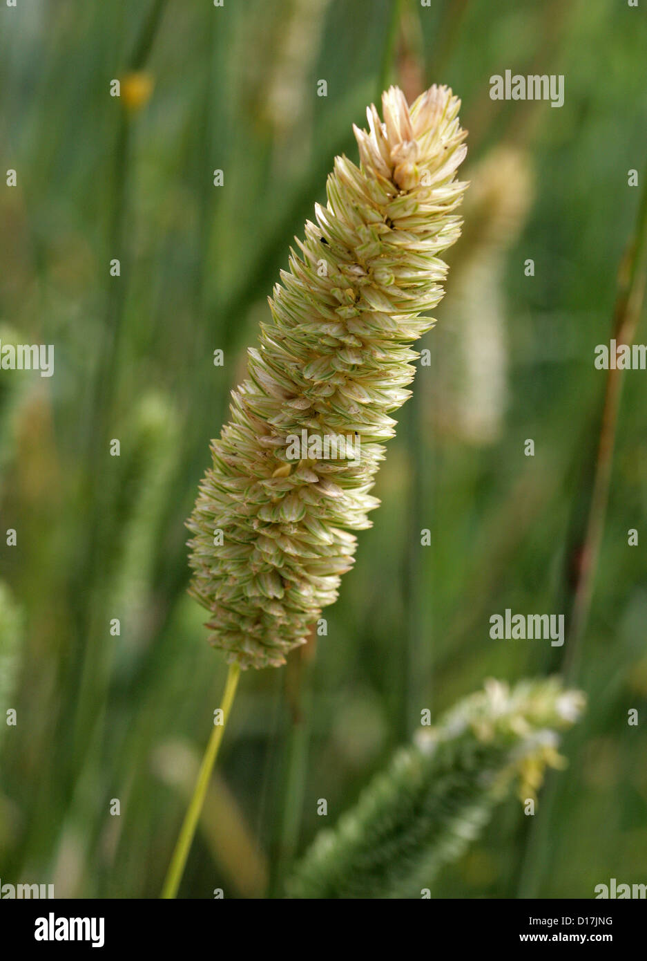 Bulbous Canary Grass, Phalaris aquatica, Poaceae. S. Europe, Australia, Worldwide. Stock Photo