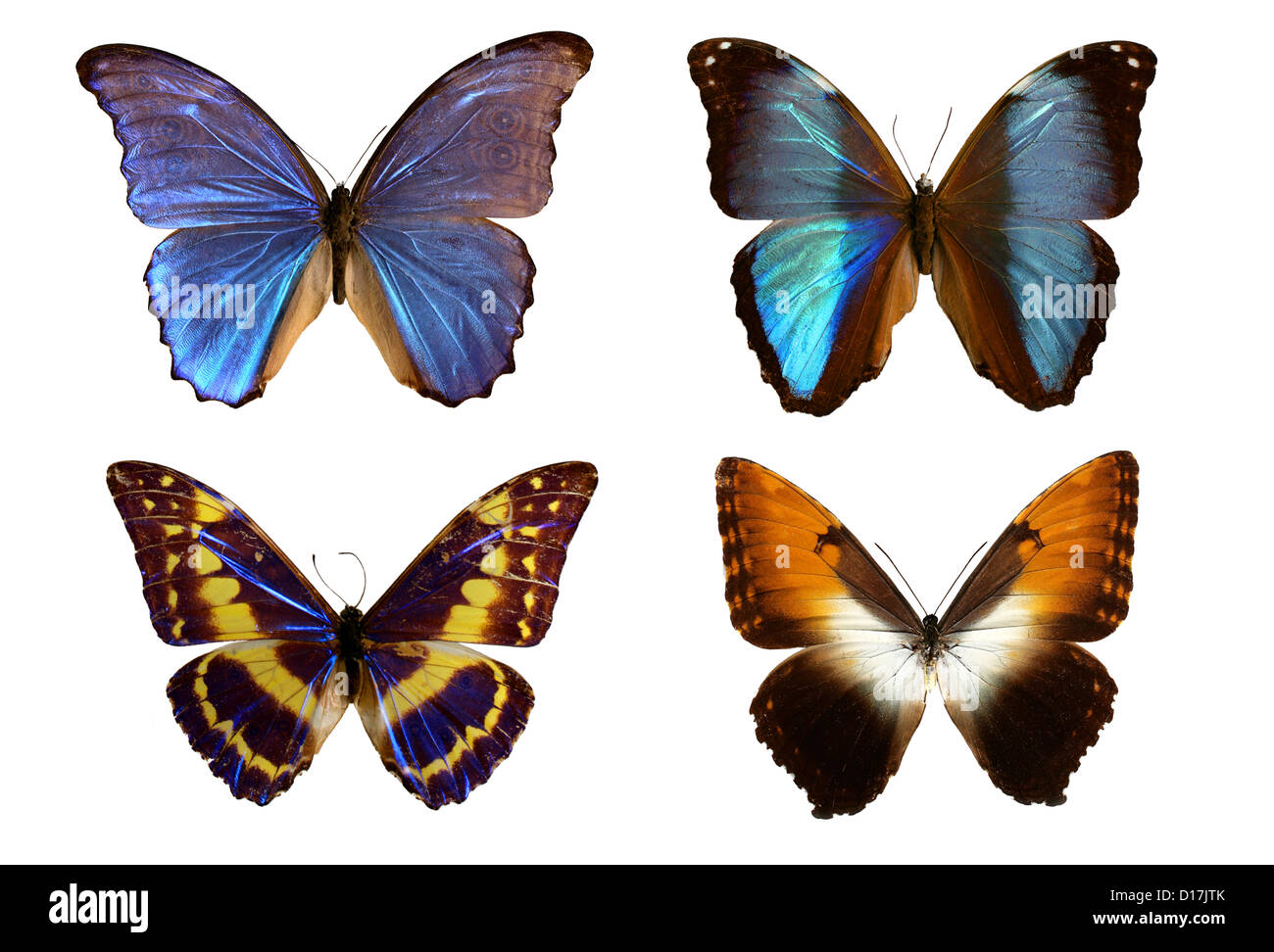 Morpho Butterflies, Morpho godarti,  Morpho deidamia, Morpho cypress cyanides, and Morpho hecuba, Nymphalidae. South America. Stock Photo