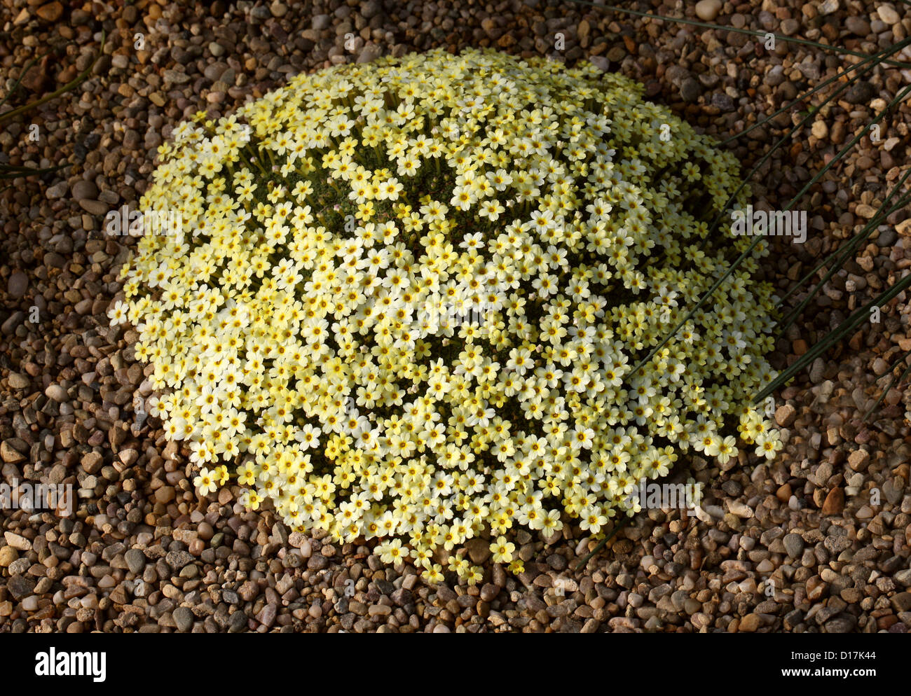 Dionysia curviflora x tapetodes, Primulaceae. Caucasus, Iran. Stock Photo