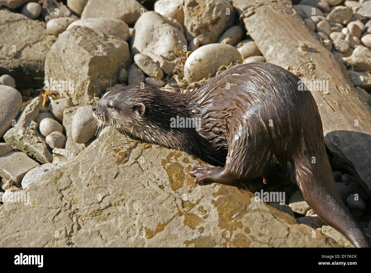 The Eurasian Otter, Lutra lutra, Mustelidae. Native to Europe, North Africa and most of Asia. Stock Photo