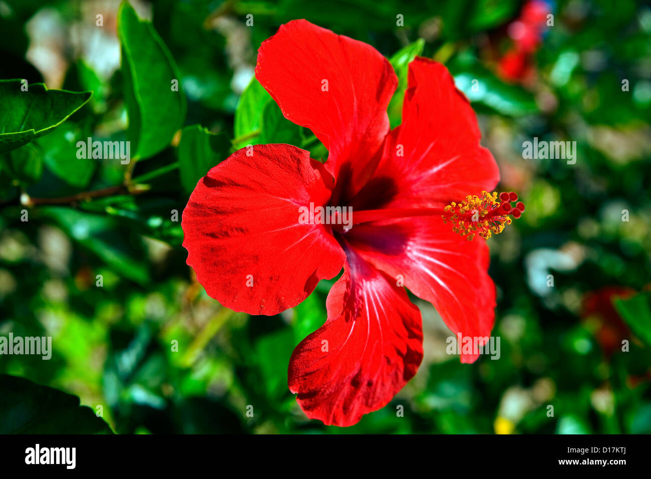 Red hibiscus spain hi-res stock photography and images - Alamy