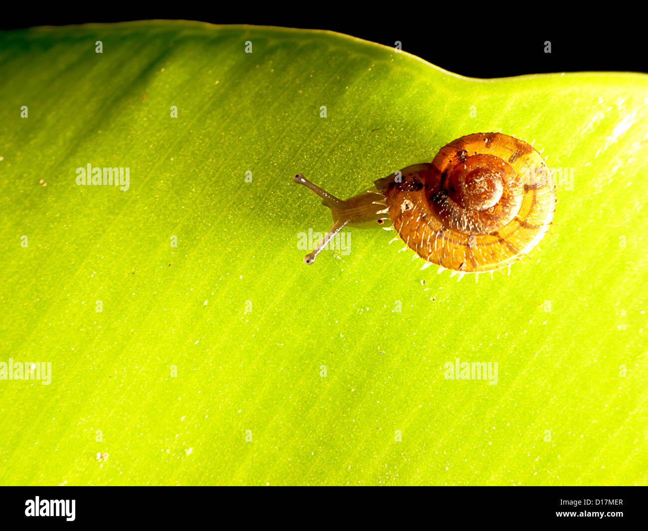 garden snail on green leaf isolated green background Stock Photo - Alamy