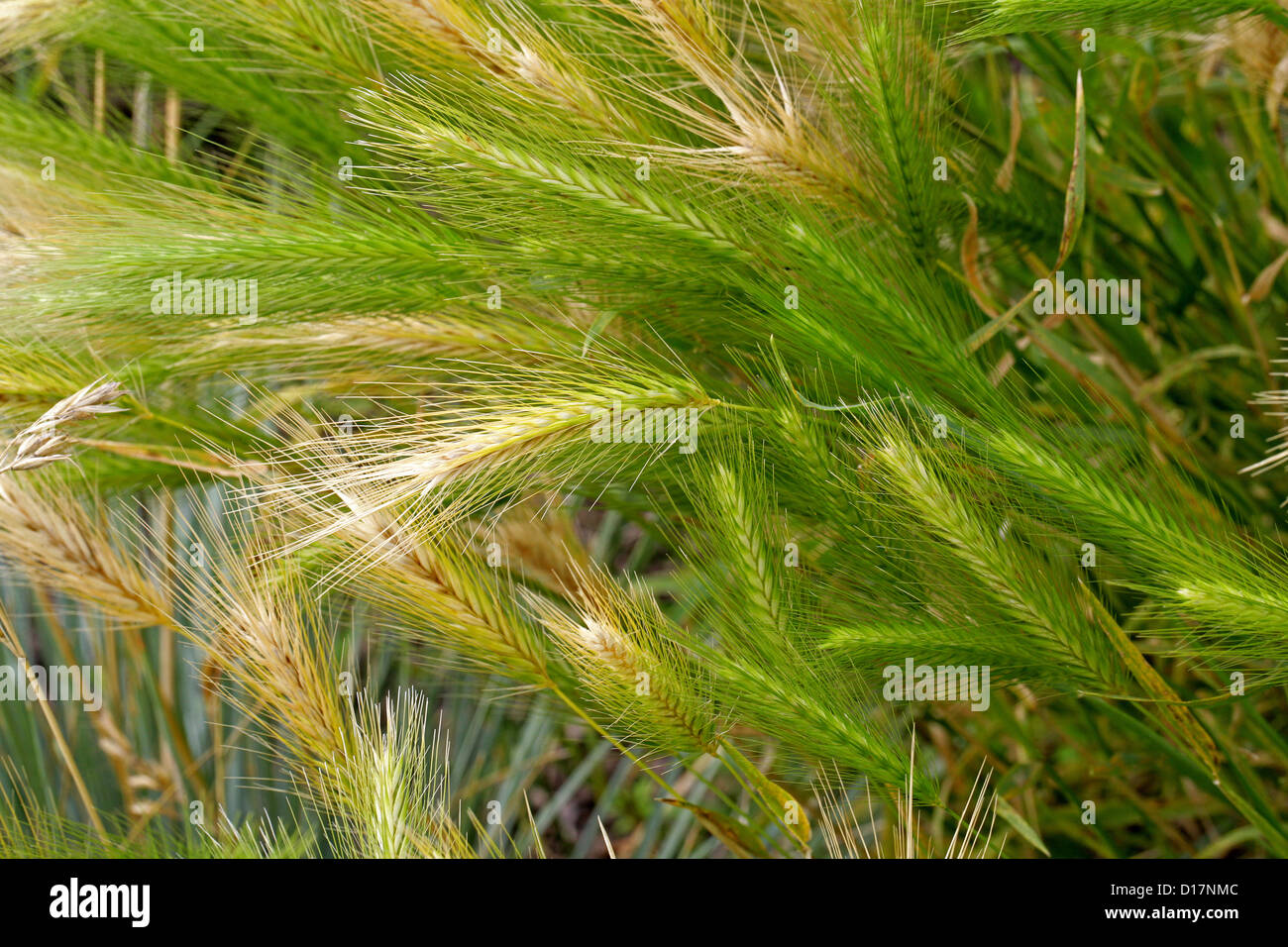 Meadow Barley or Wall Barley, Hordeum murinum subsp. leporinum, syn. Hordeum secalinum, Poaceae. Europe. Stock Photo