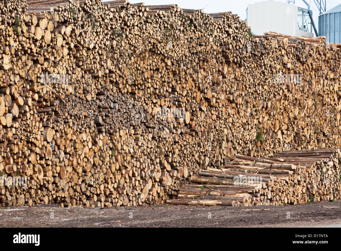 Big pile of logs on a wood processing plant background Stock Photo